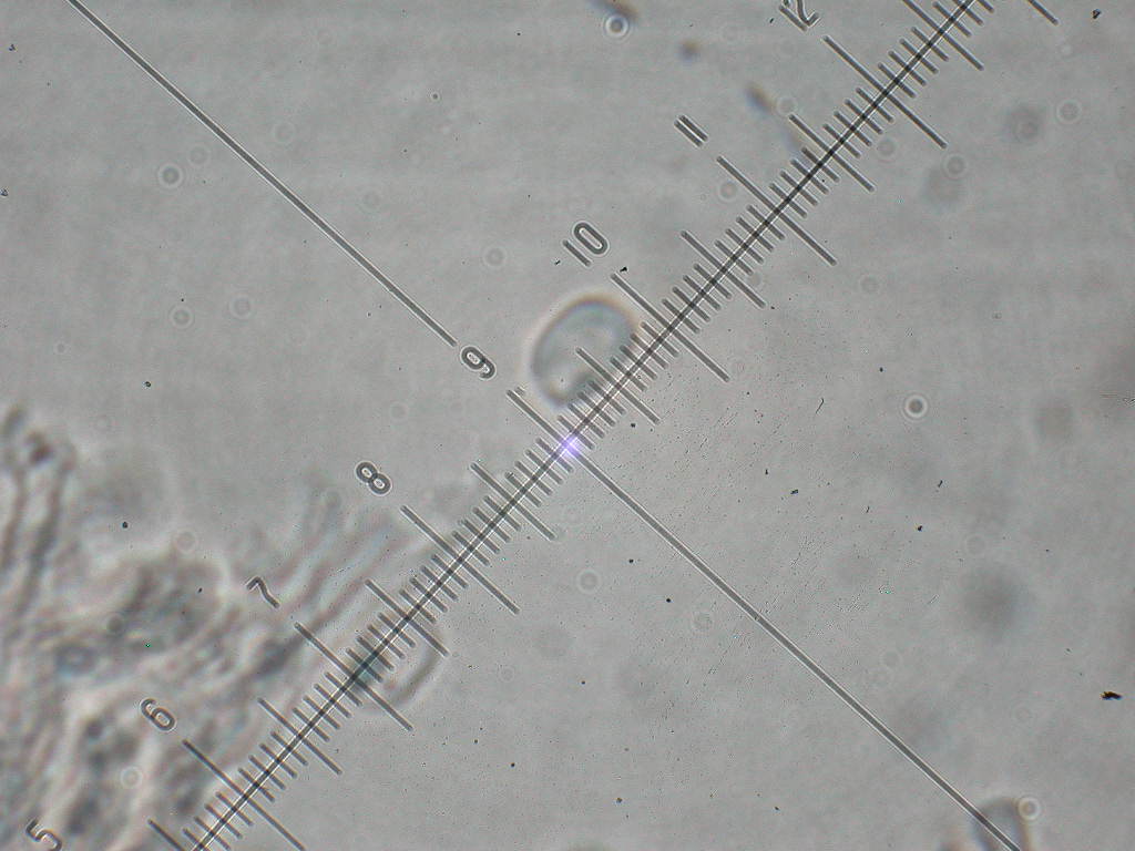 Da determinare...!!! (Radulomyces molaris)